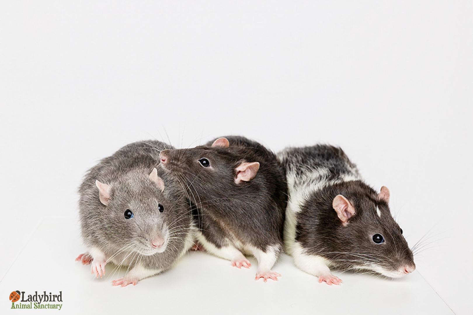 Enlarge  Molson (bonded to Milwaukee & Moosehead ), a ADOPTABLE Rat in Hamilton, ON image 3/6