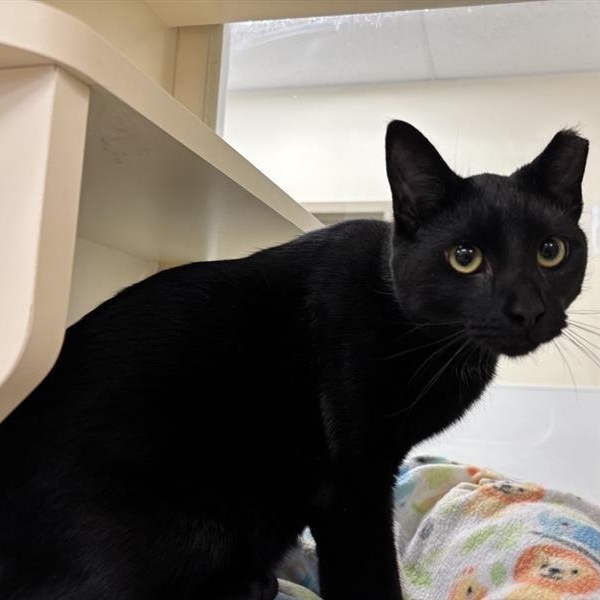 Xavier, a ADOPTABLE Domestic Short Hair in Prince Frederick, MD image 3/3
