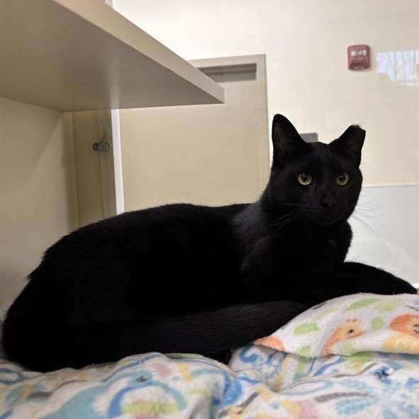 Xavier, a ADOPTABLE Domestic Short Hair in Prince Frederick, MD image 2/3