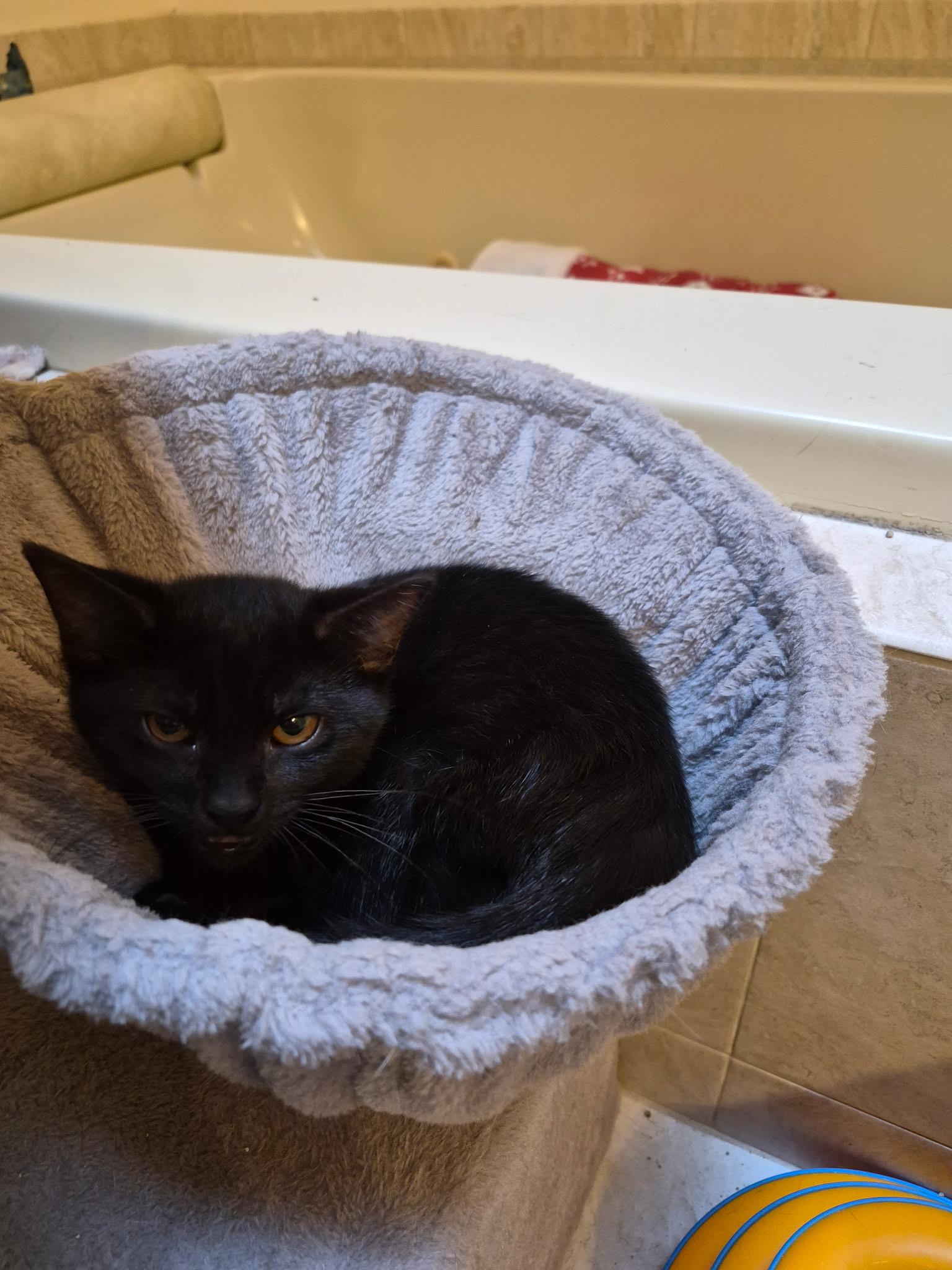 Enlarge Rocco, a Adoptable Domestic Short Hair in Galloway, NJ image 2/2