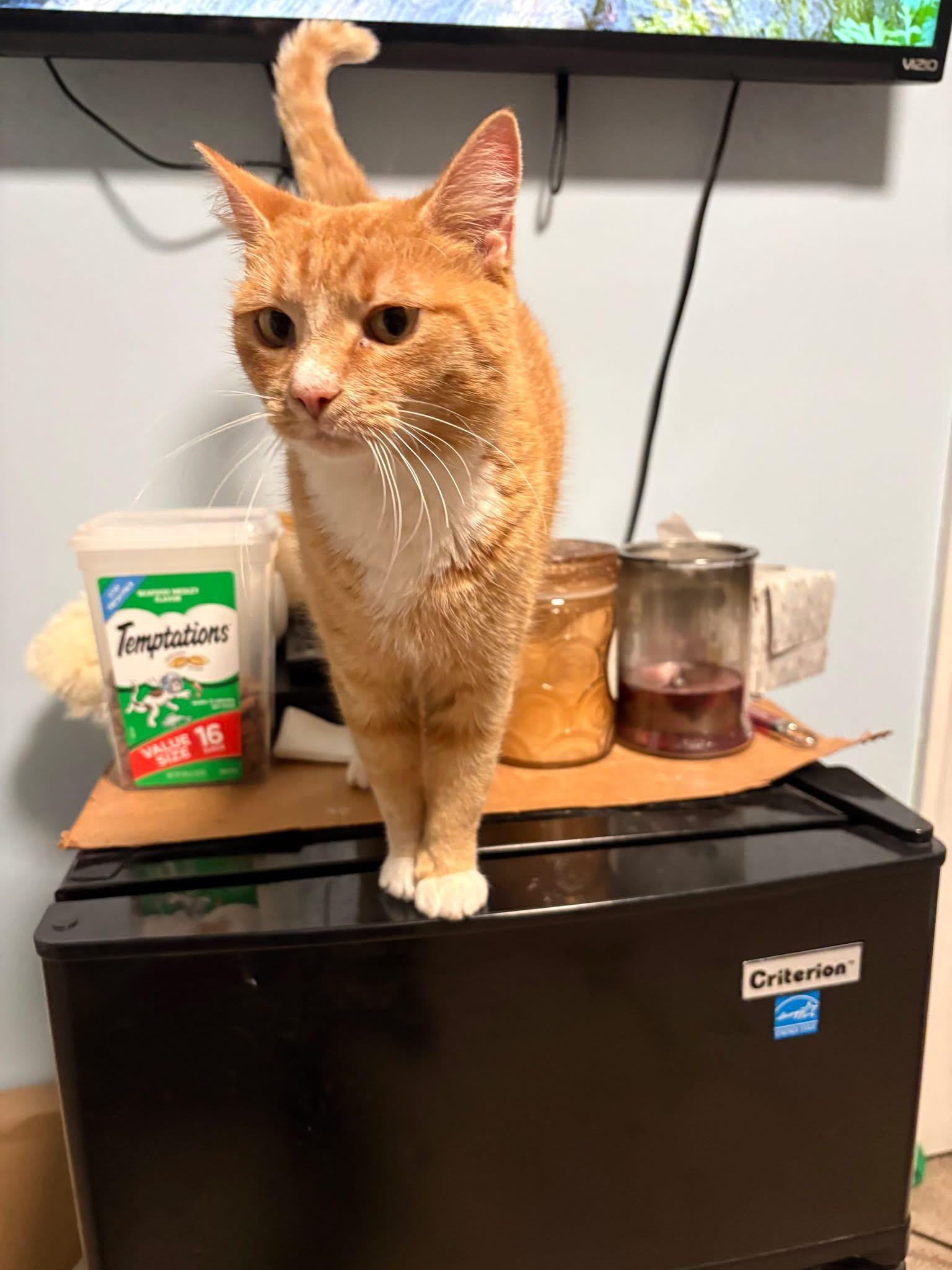 Enlarge Daisy (Cat), a Adoptable Domestic Short Hair in Manhattan, KS image 4/4