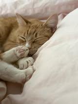 Enlarge Daisy , a Adoptable Domestic Short Hair in Manhattan, KS image 1/5