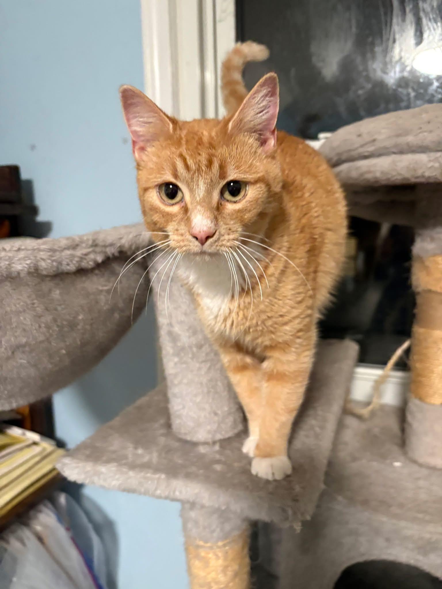 Daisy, Adoptable, Young Female Domestic Short Hair.