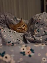 Enlarge Daisy , a Adoptable Domestic Short Hair in Manhattan, KS image 2/5