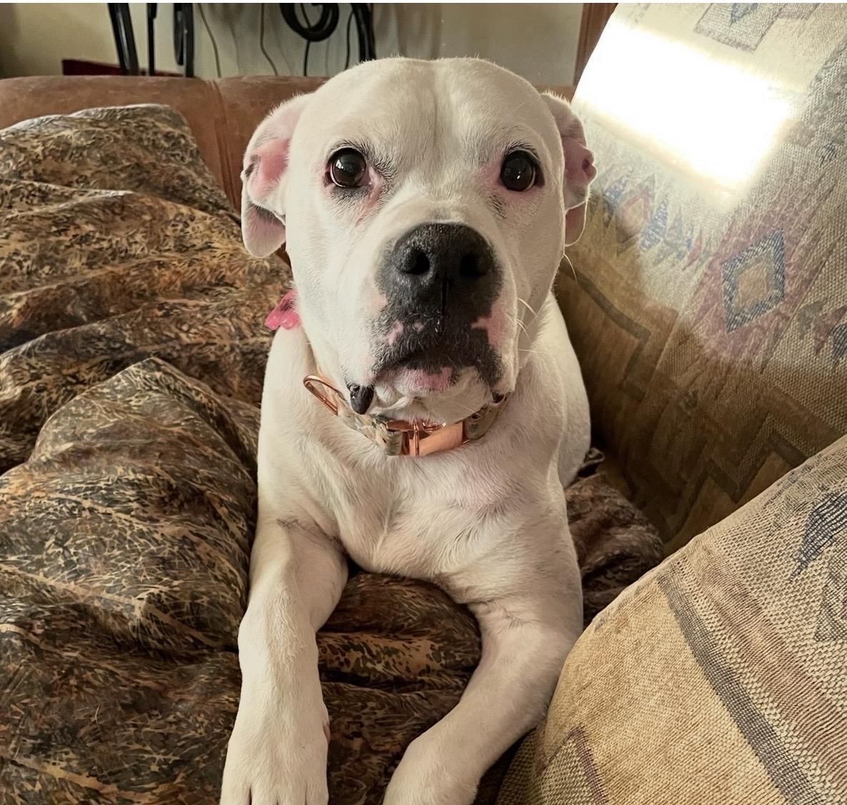 Dahlia, Adopted, Senior Female Pit Bull Terrier.