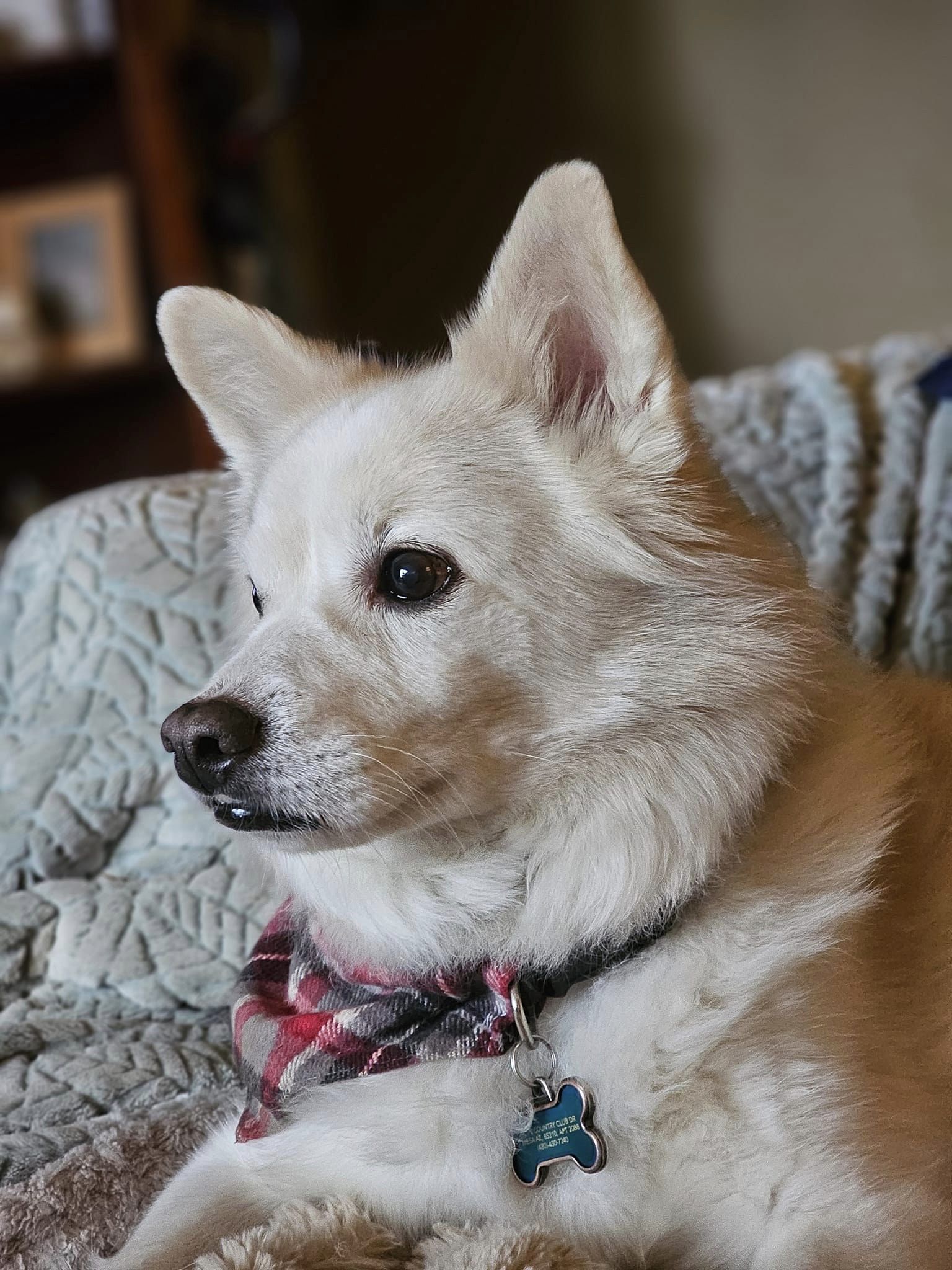KODA BEAR, Senior Male American Eskimo Dog