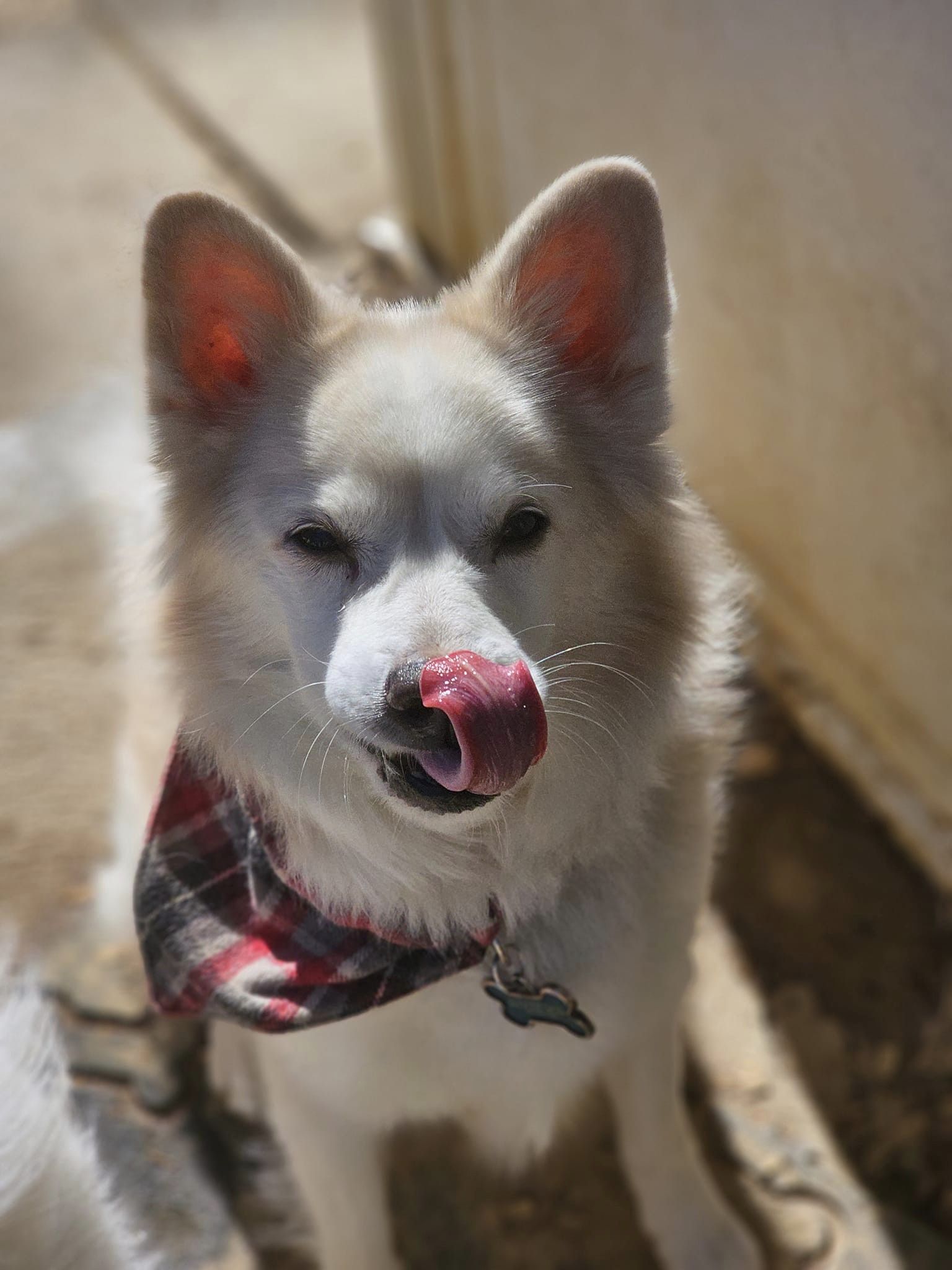 KODA BEAR photo 3