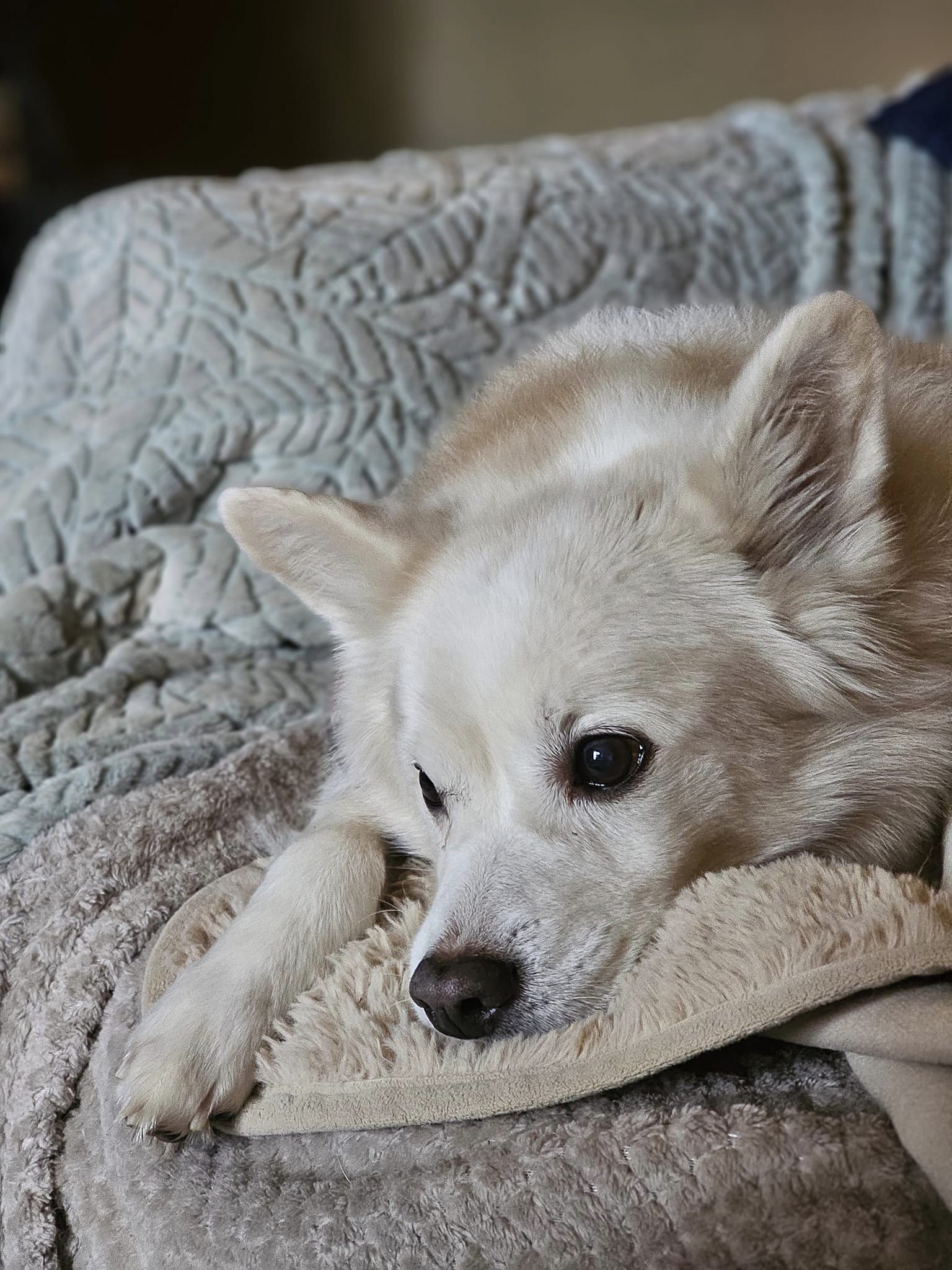 KODA BEAR photo 5