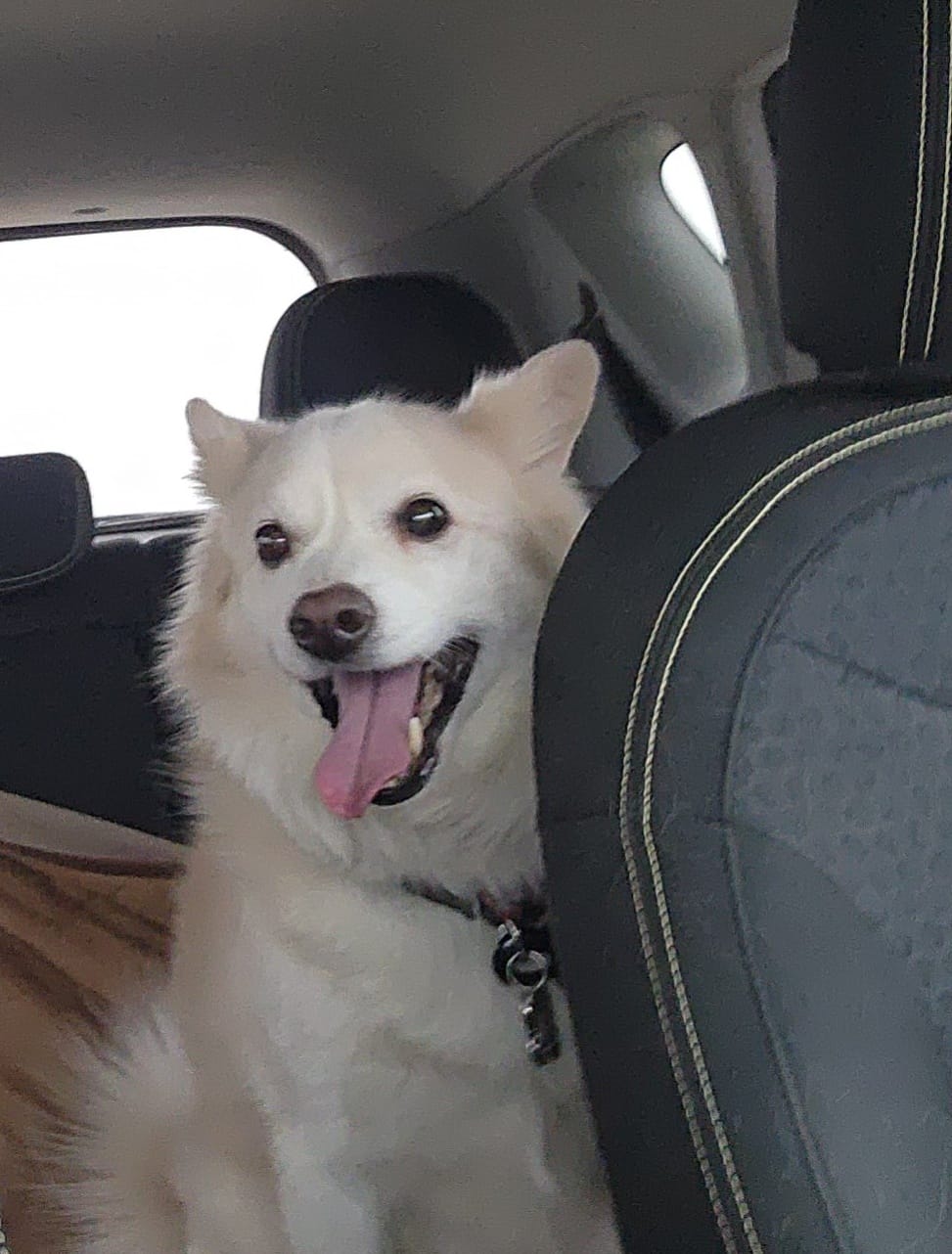 KODA BEAR photo 2