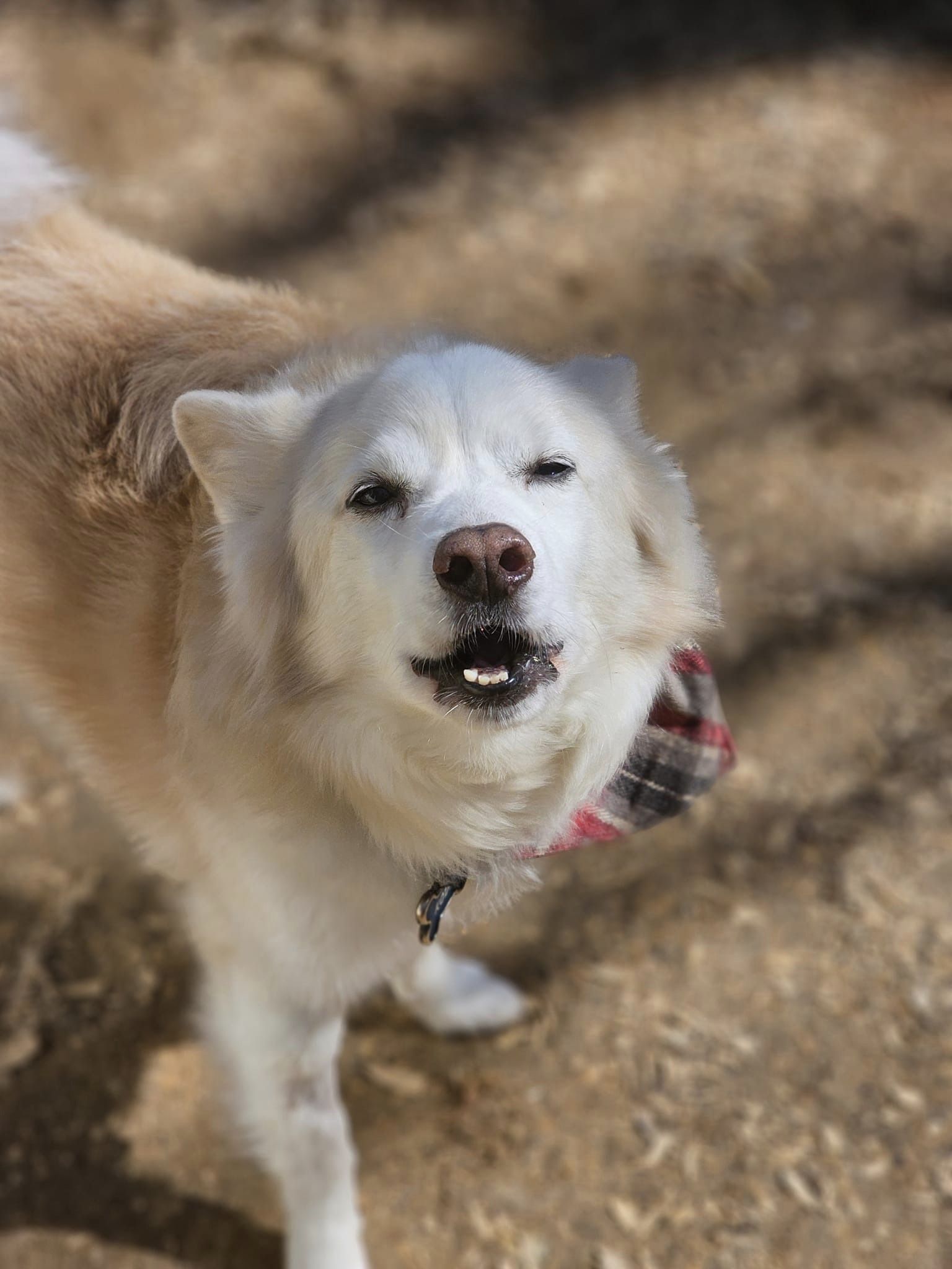 Koda Bear thumbnail 6