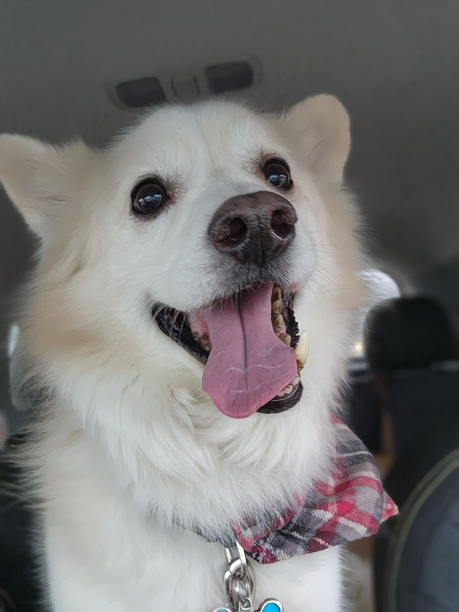 KODA BEAR photo 4