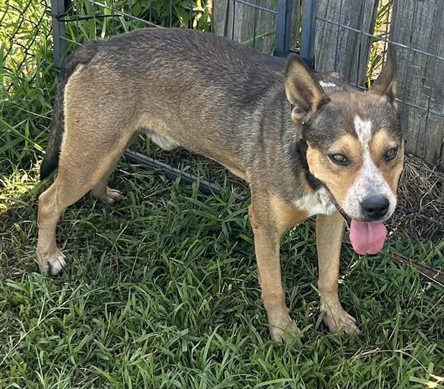 BUNNY, Adoptable, Adult Male German Shepherd Dog & Australian Cattle Dog / Blue Heeler.