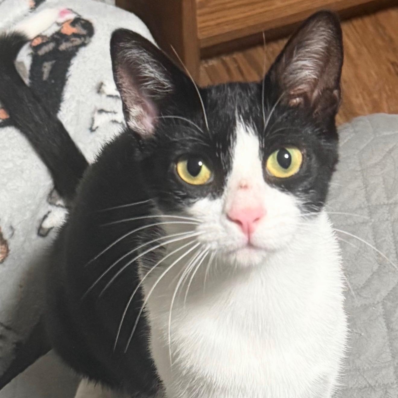 Enlarge Nala, a Adoptable Extra-Toes Cat / Hemingway Polydactyl in Buffalo, NY image 3/3
