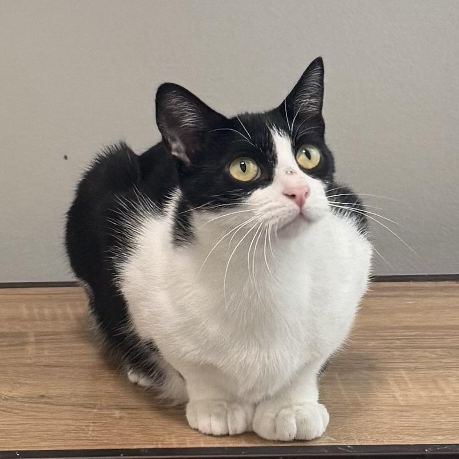 Nala, Adoptable, Kitten Female Extra-Toes Cat / Hemingway Polydactyl.