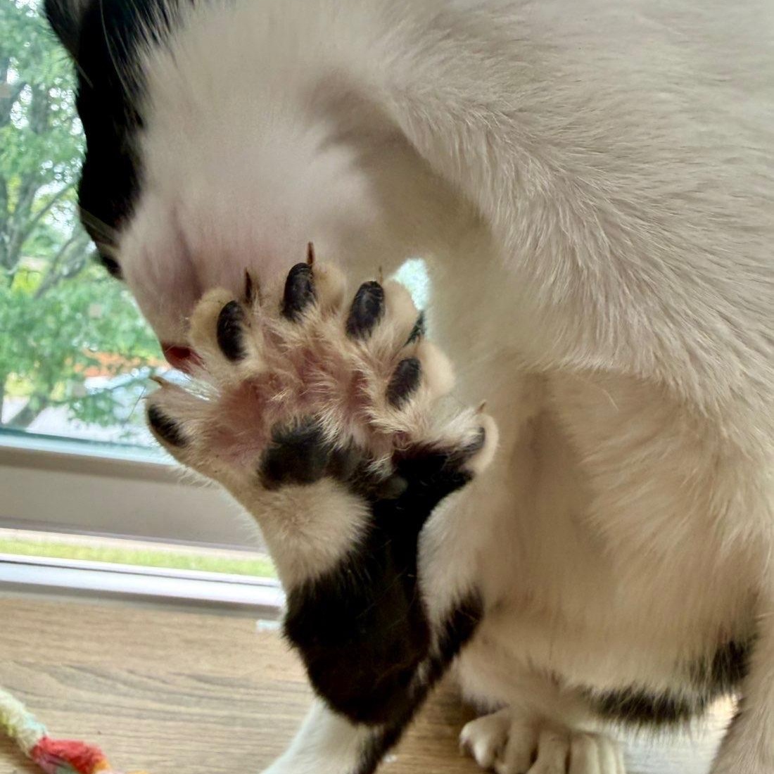Enlarge Nala, a Adoptable Extra-Toes Cat / Hemingway Polydactyl in Buffalo, NY image 2/3