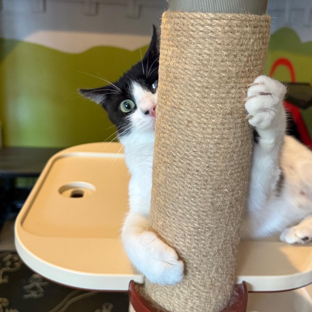 Enlarge BMO, a Adoptable Domestic Short Hair in Los Angeles, CA image 1/6