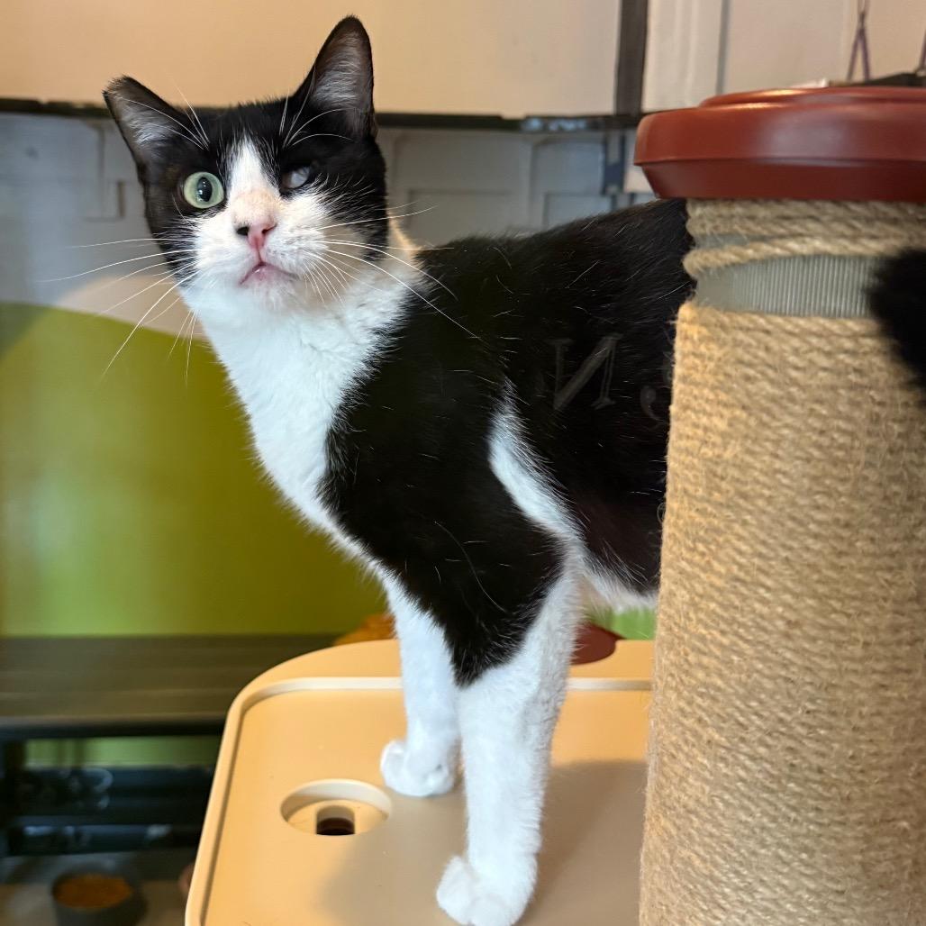 Enlarge BMO, a Adoptable Domestic Short Hair in Los Angeles, CA image 2/6