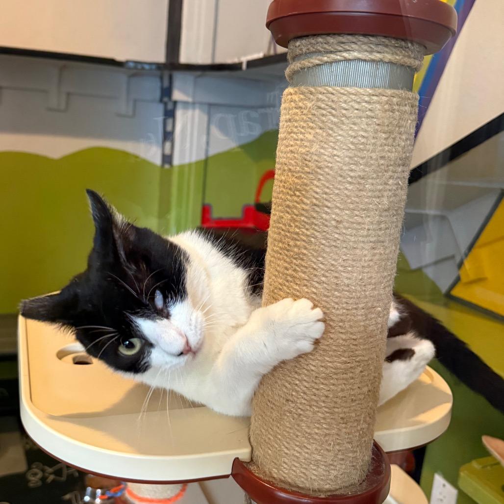 Enlarge BMO, a Adoptable Domestic Short Hair in Los Angeles, CA image 3/6