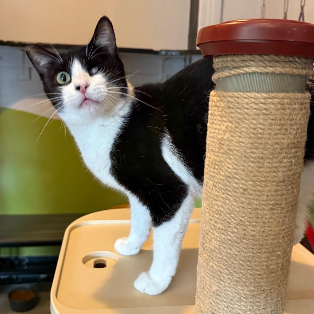 Enlarge BMO, a Adoptable Domestic Short Hair in Los Angeles, CA image 4/6