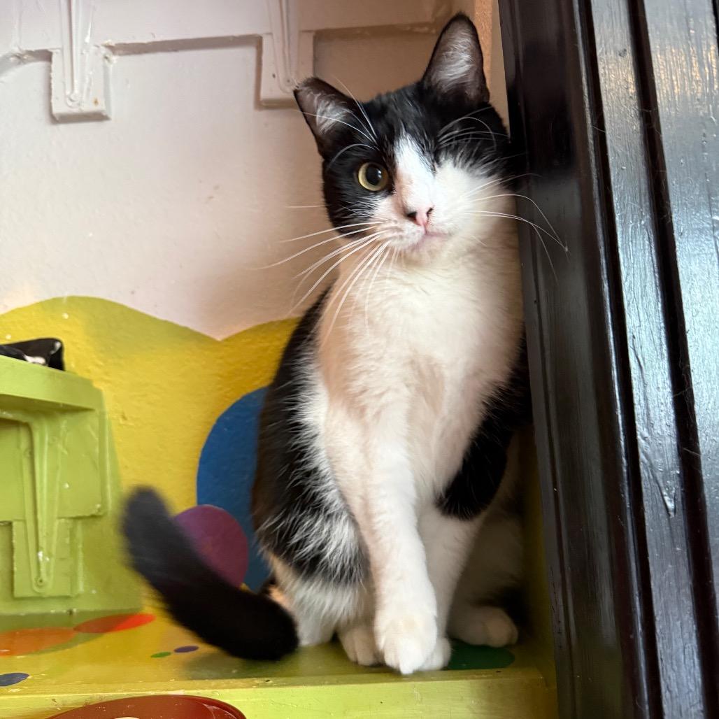 Enlarge BMO, a Adoptable Domestic Short Hair in Los Angeles, CA image 5/6