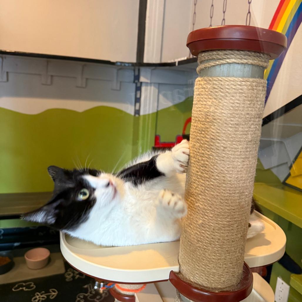 Enlarge BMO, a Adoptable Domestic Short Hair in Los Angeles, CA image 6/6