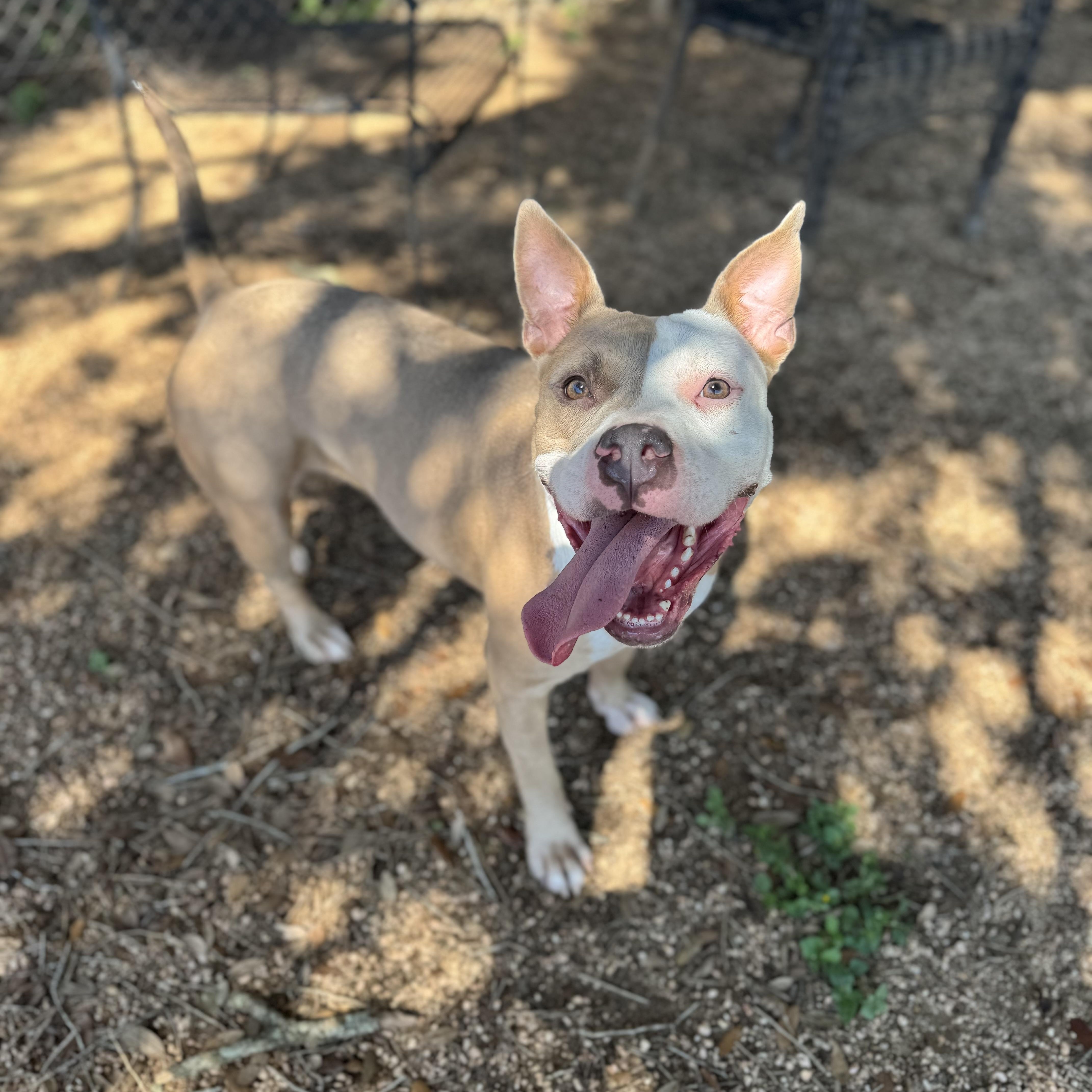 Amber, an adoptable American Staffordshire Terrier in Calumet, MI, 49913 | Photo Image 2