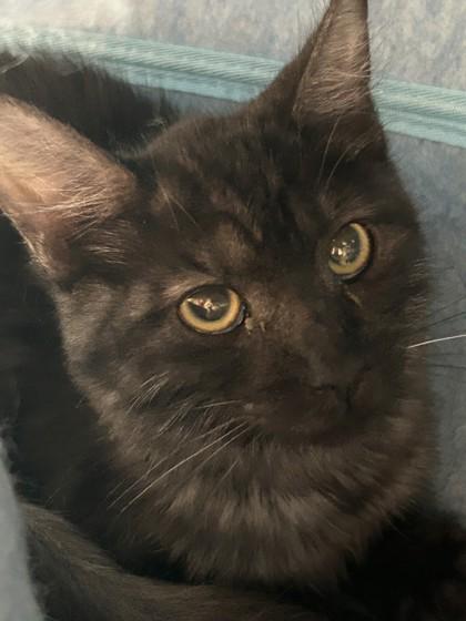 Quill, Adoptable, Young Female Domestic Medium Hair.