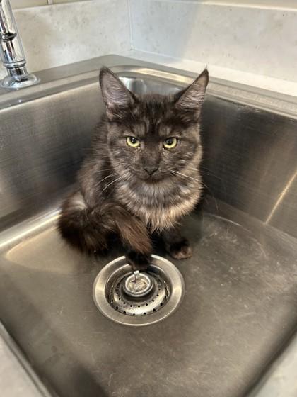 Enlarge Quill, a Adoptable Domestic Medium Hair in Hamilton, MT image 3/3