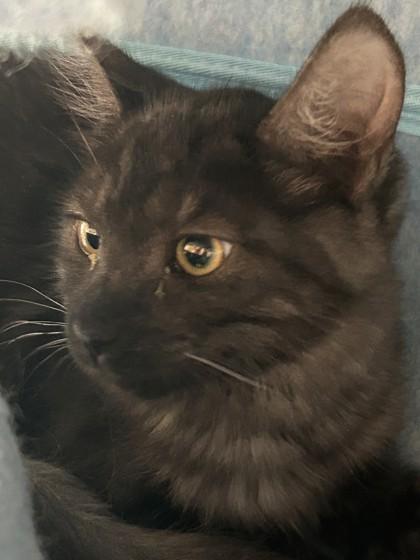 Enlarge Quill, a Adoptable Domestic Medium Hair in Hamilton, MT image 2/3