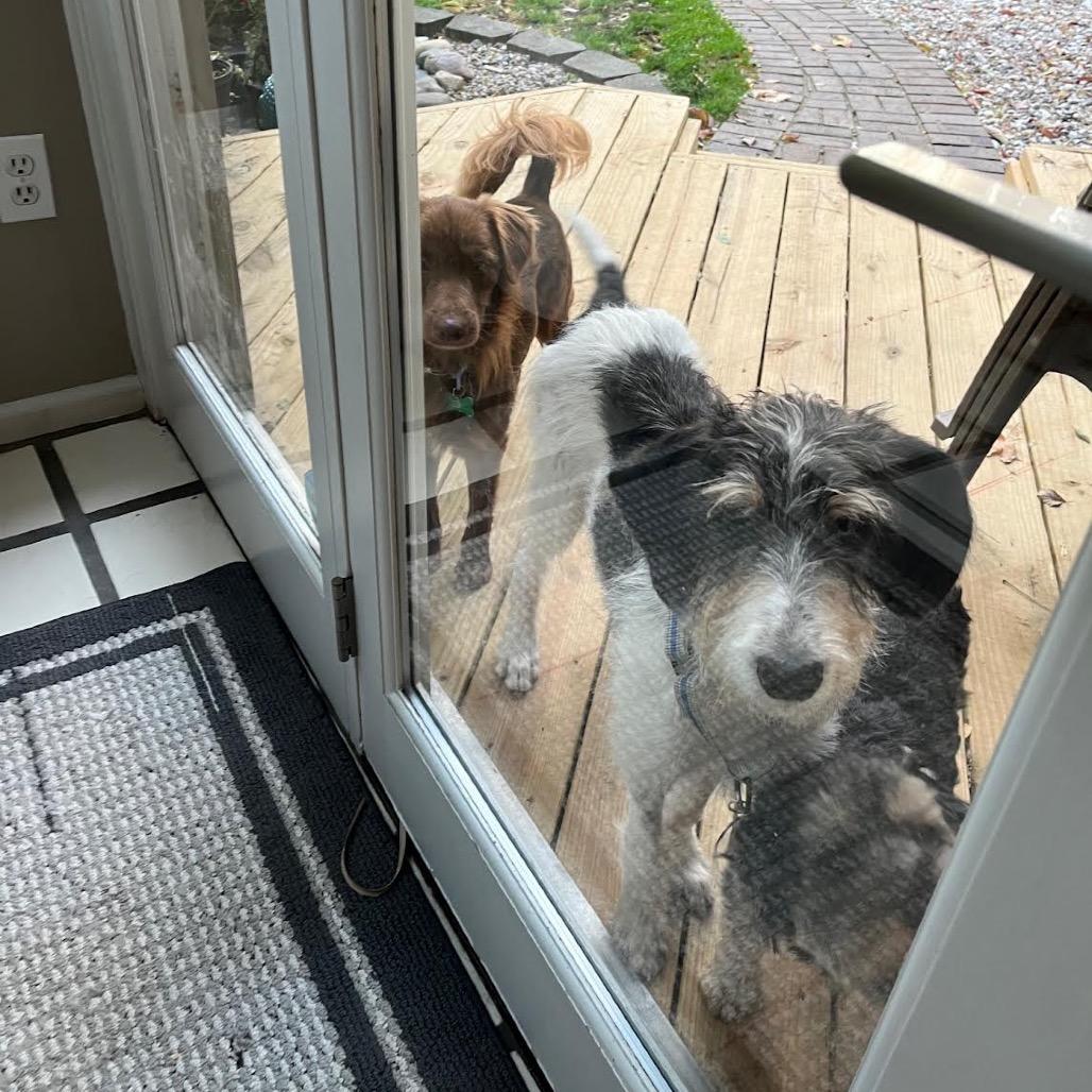 C.J., Adoptable, Adult Male Chihuahua & Mixed Breed.