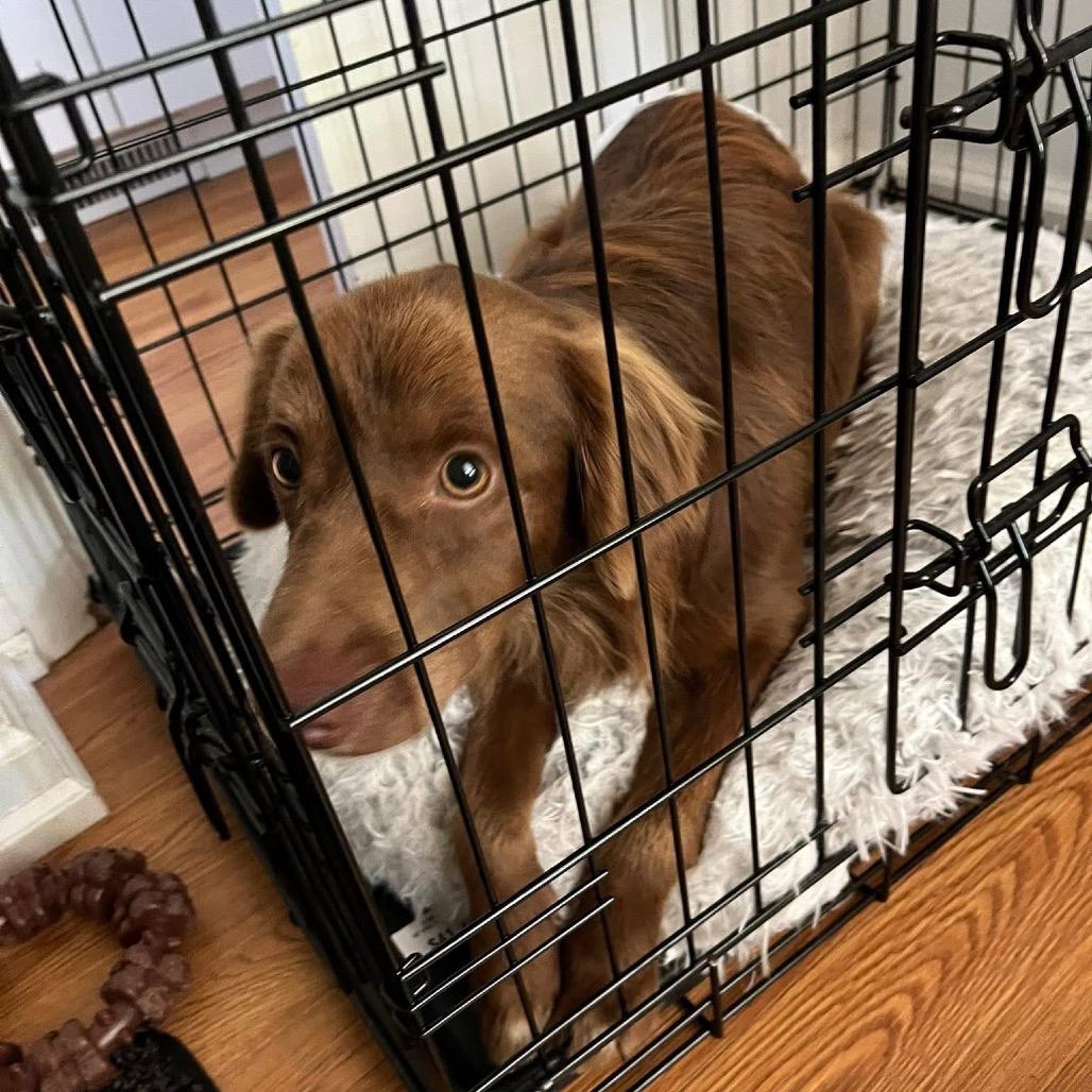 Enlarge C.J., a Adoptable mixed breed in Ferndale, MI image 2/6