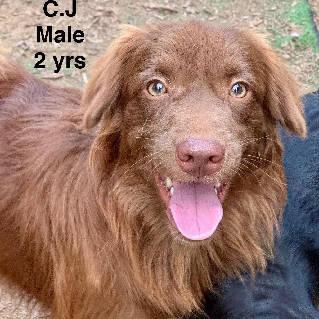 Enlarge C.J., a Adoptable mixed breed in Ferndale, MI image 3/6