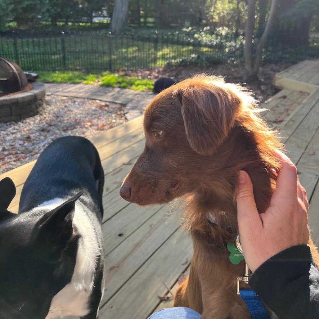 Enlarge C.J., a Adoptable mixed breed in Ferndale, MI image 4/6