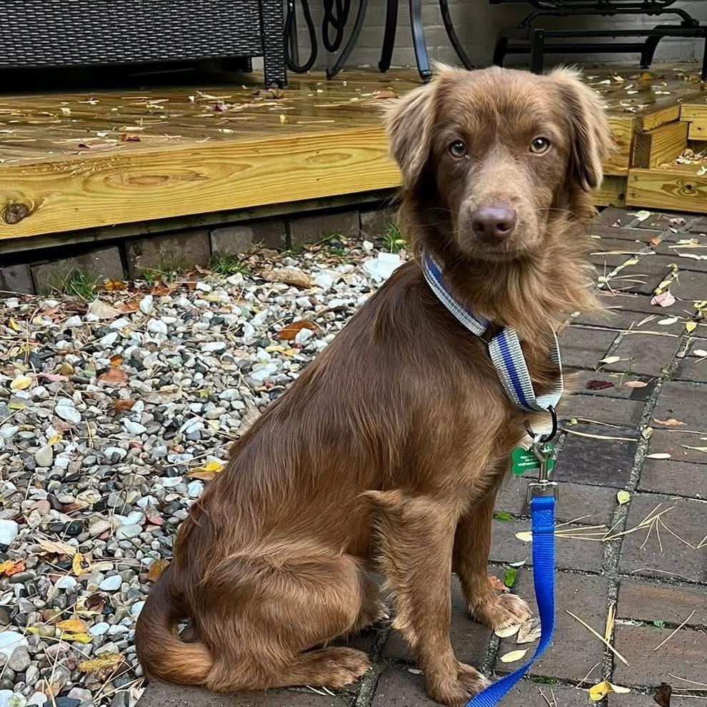 Enlarge C.J., a Adoptable mixed breed in Ferndale, MI image 5/6