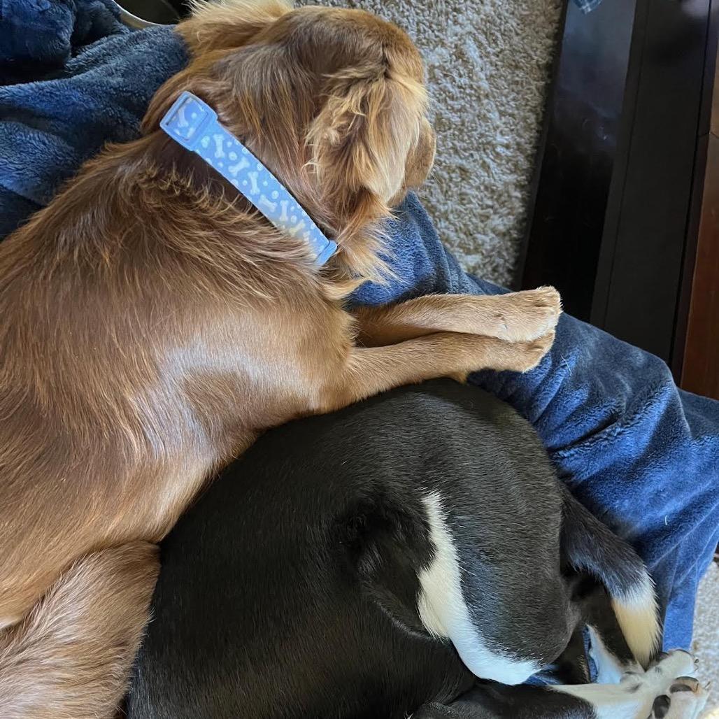 Enlarge C.J., a Adoptable mixed breed in Ferndale, MI image 6/6