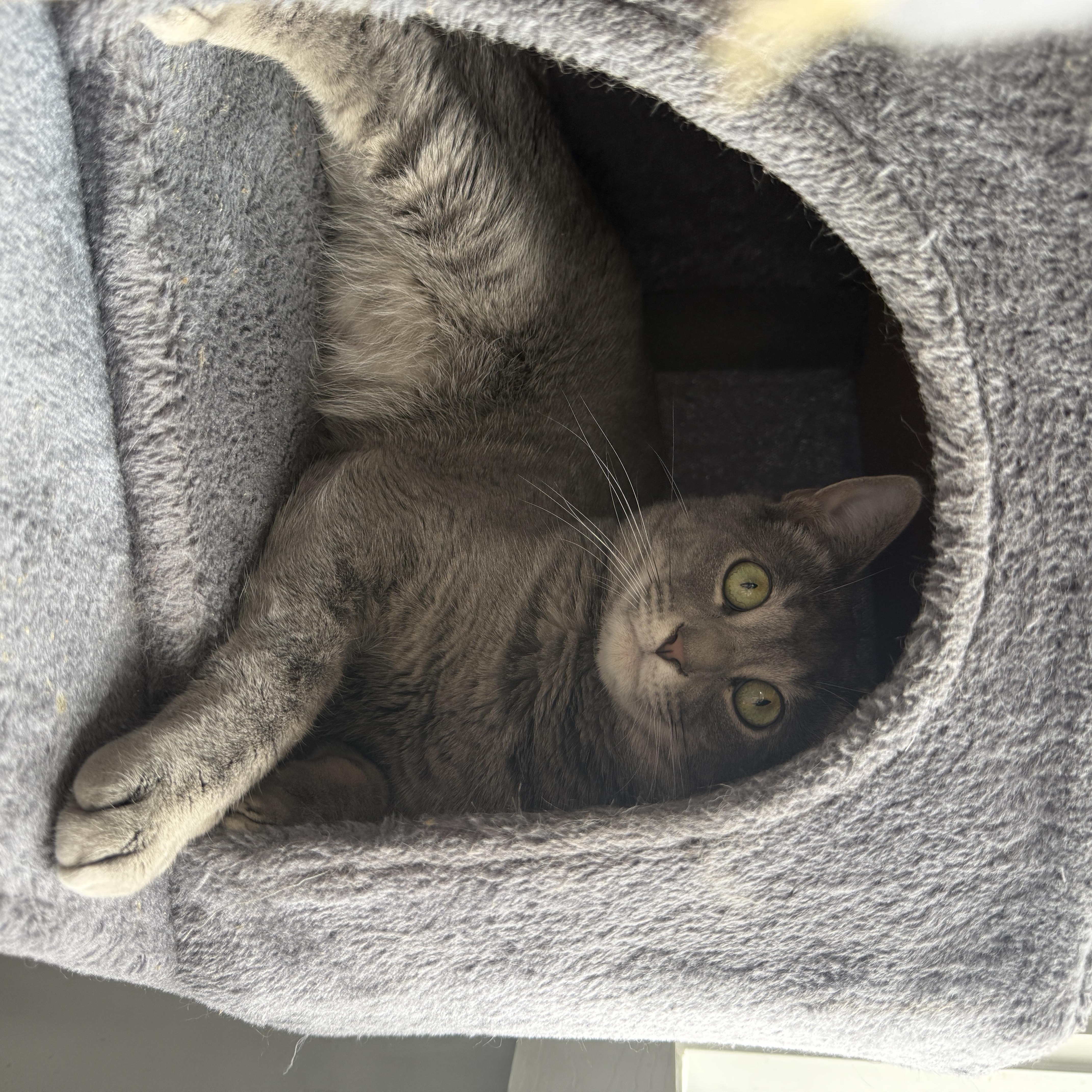 Captain Barbossa, an adopted Tabby in Beaufort, MO image 6/7