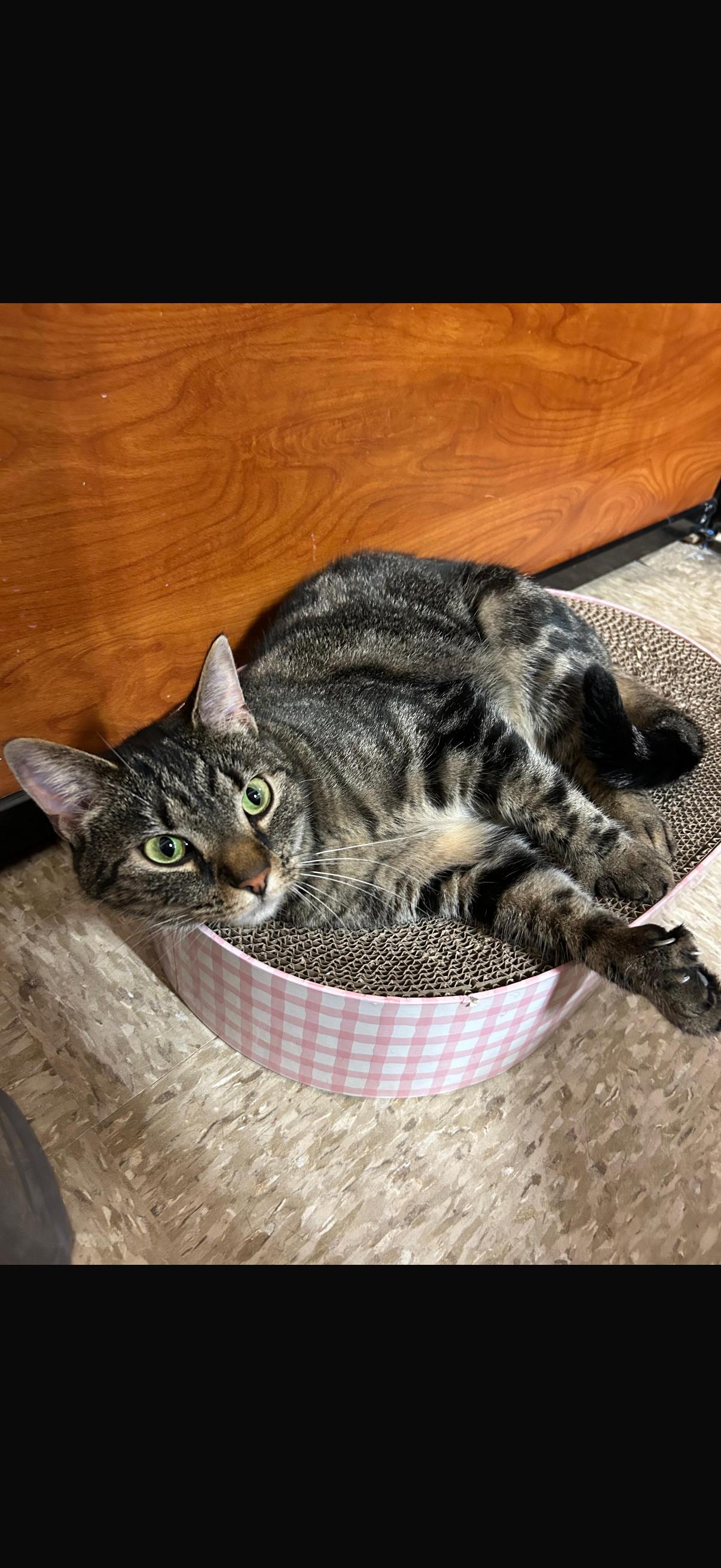 Enlarge Tito, a Adopted Domestic Short Hair in Canton, MA image 2/5