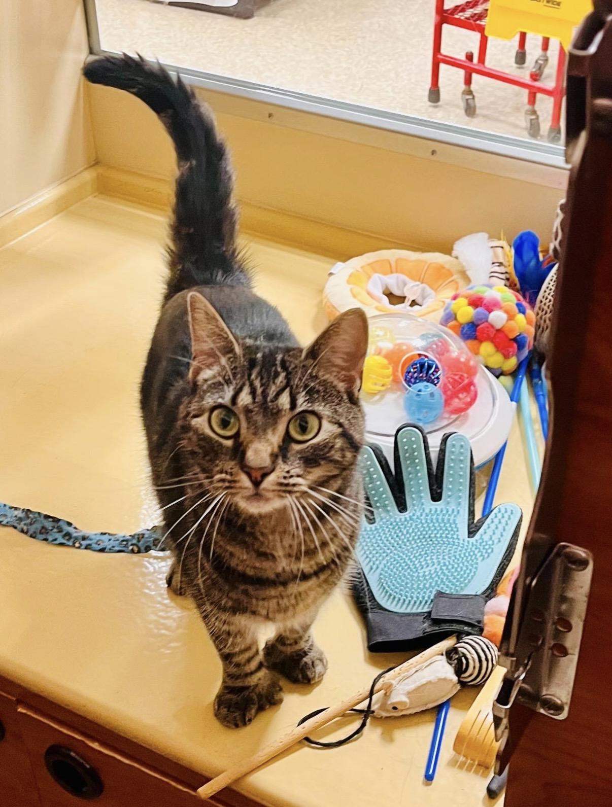 Tito, Adopted, Young Female Domestic Short Hair.