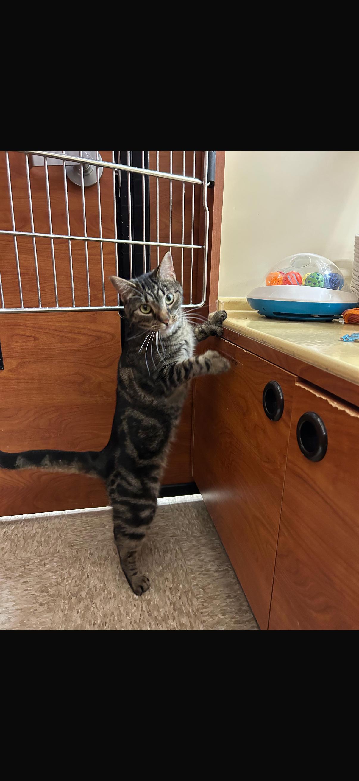 Enlarge Tito, a Adopted Domestic Short Hair in Canton, MA image 3/5