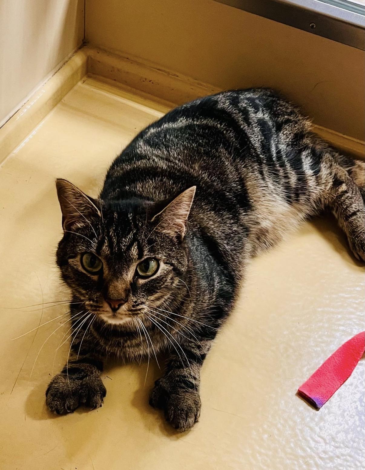 Enlarge Tito, a Adopted Domestic Short Hair in Canton, MA image 5/5