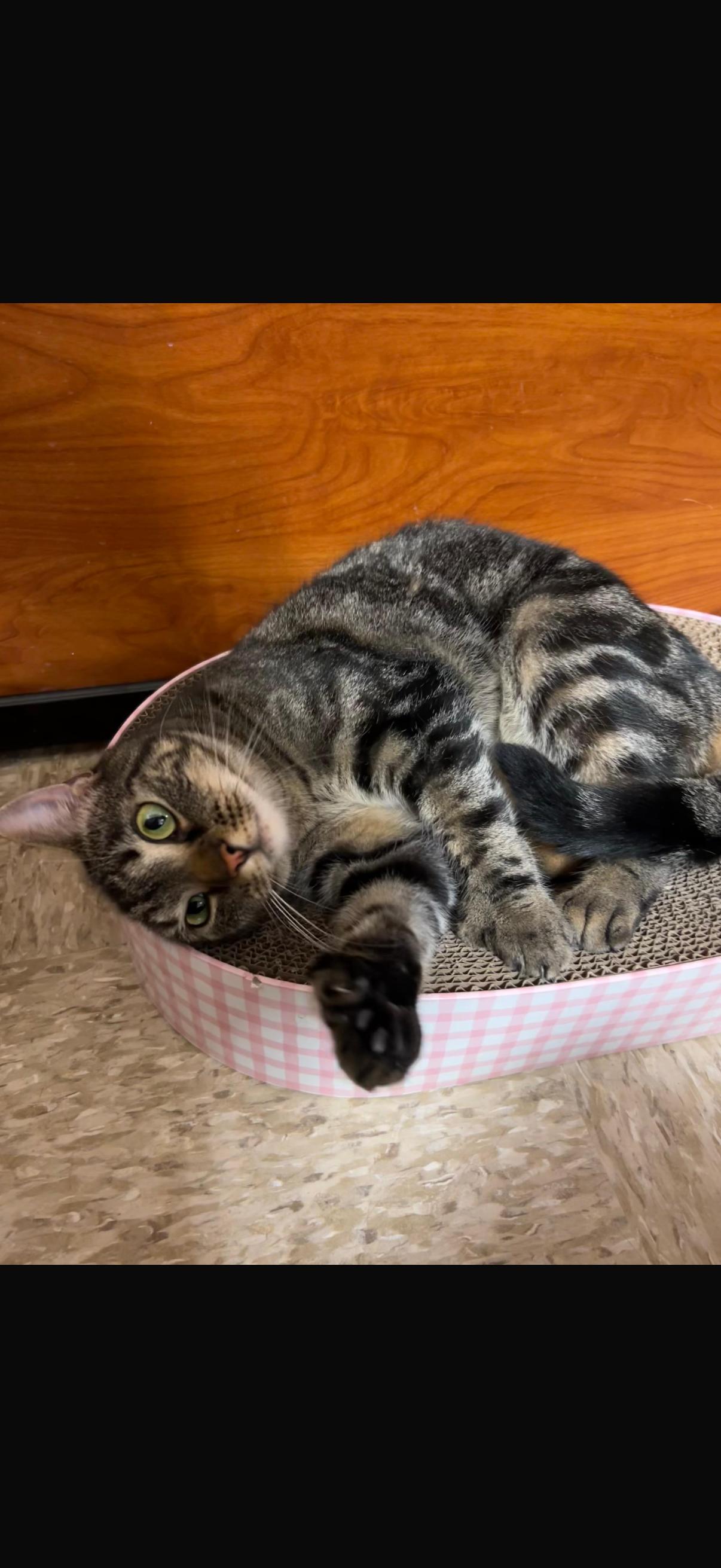 Enlarge Tito, a Adopted Domestic Short Hair in Canton, MA image 4/5