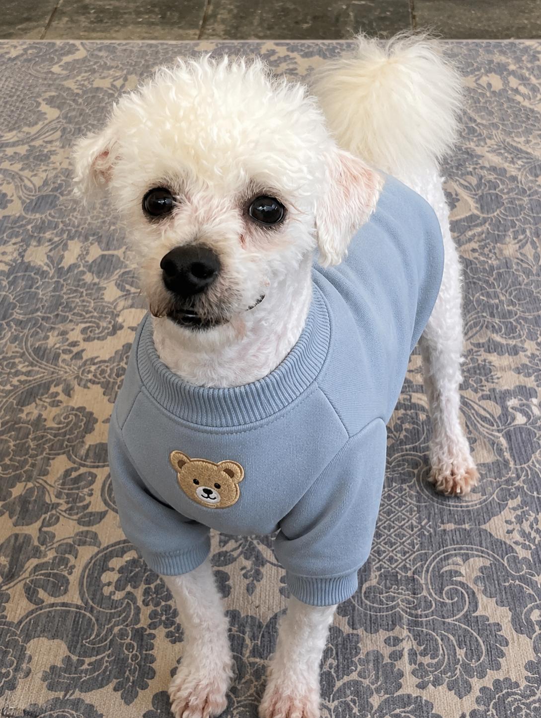 Asher, adopted, Young Male Bichon Frise & Miniature Poodle.