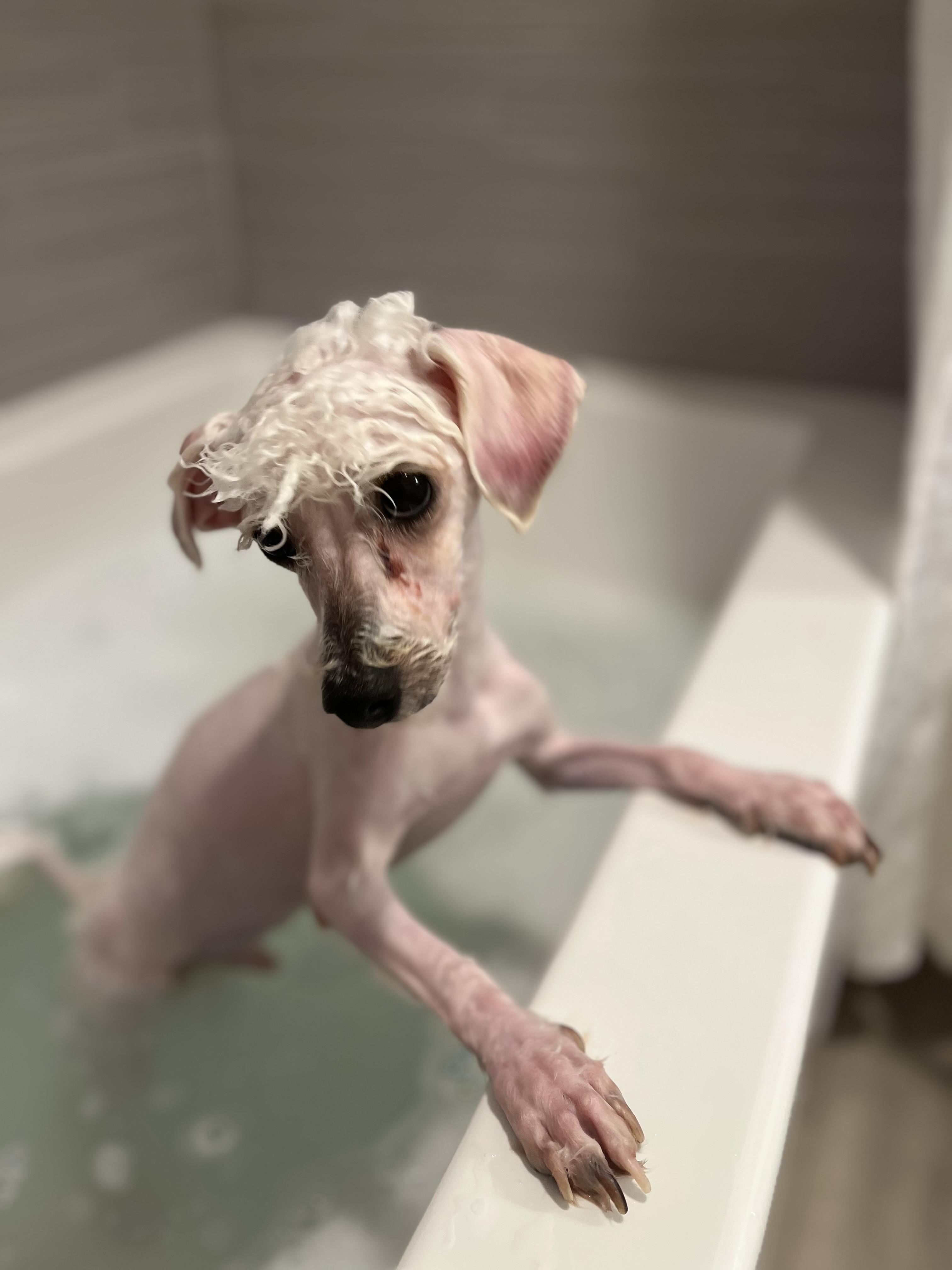 Asher, an adopted mixed breed in Bradenton, FL image 4/6
