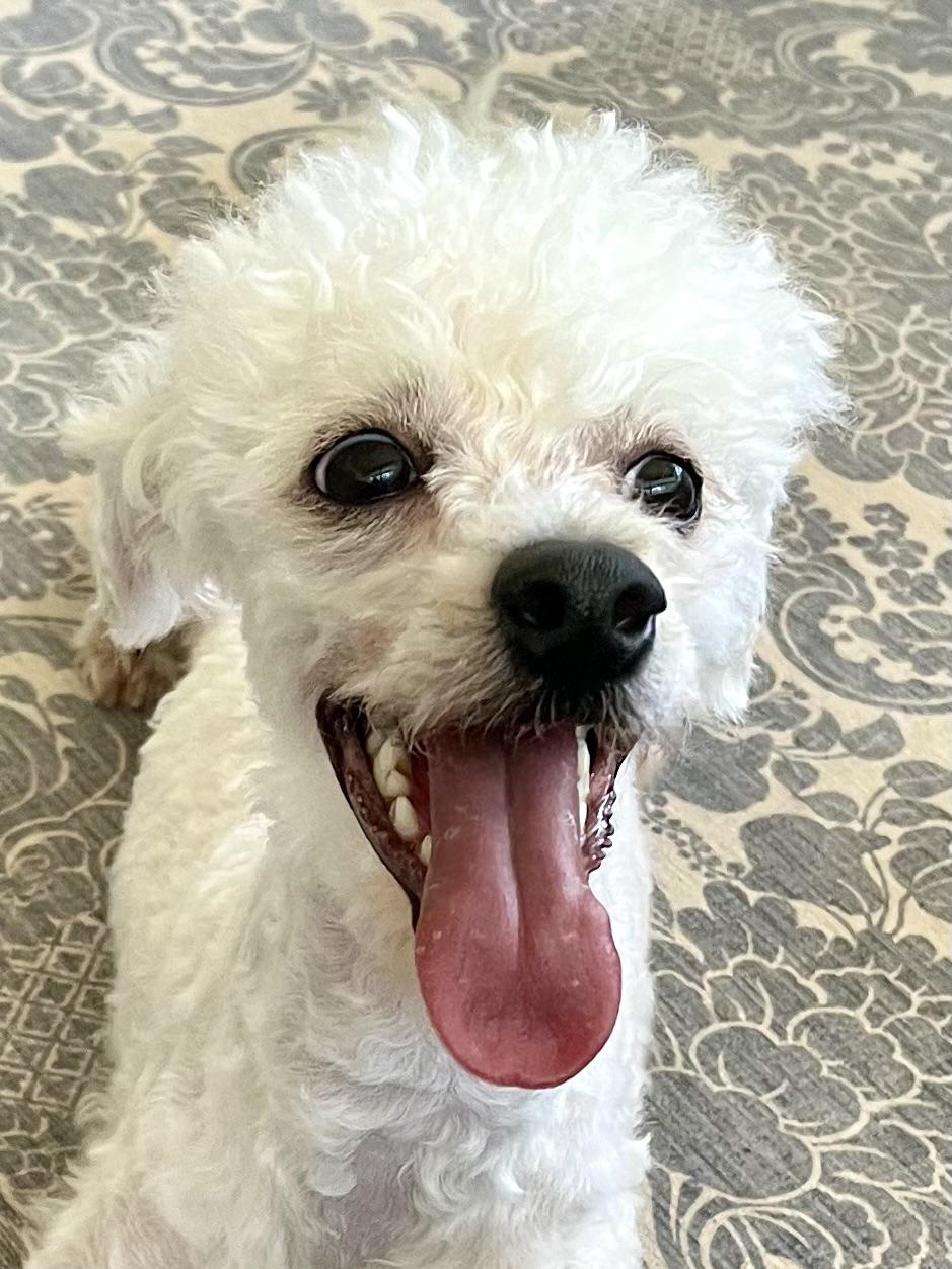 Asher, an adopted mixed breed in Bradenton, FL image 5/6