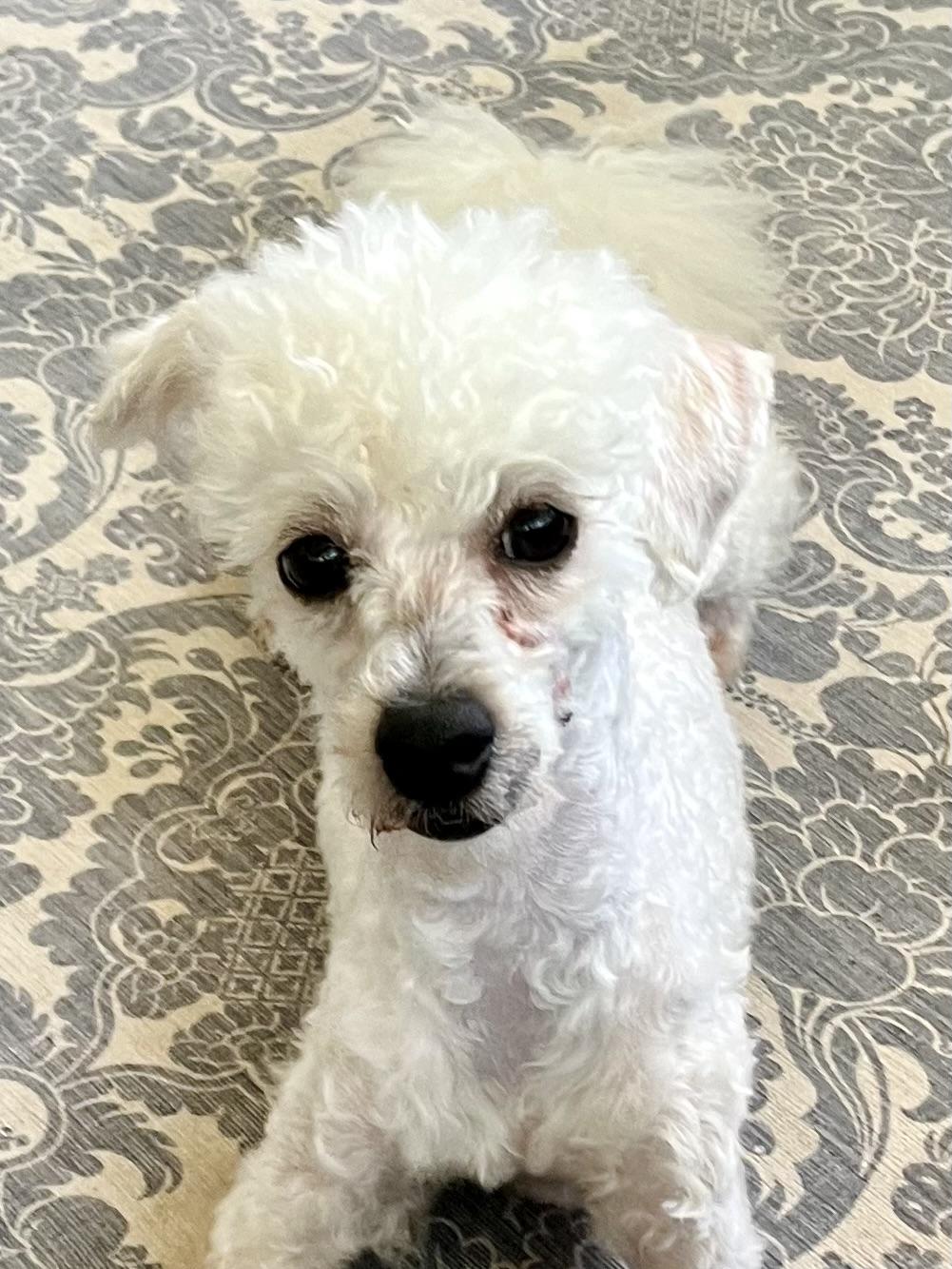 Asher, an adopted mixed breed in Bradenton, FL image 2/6