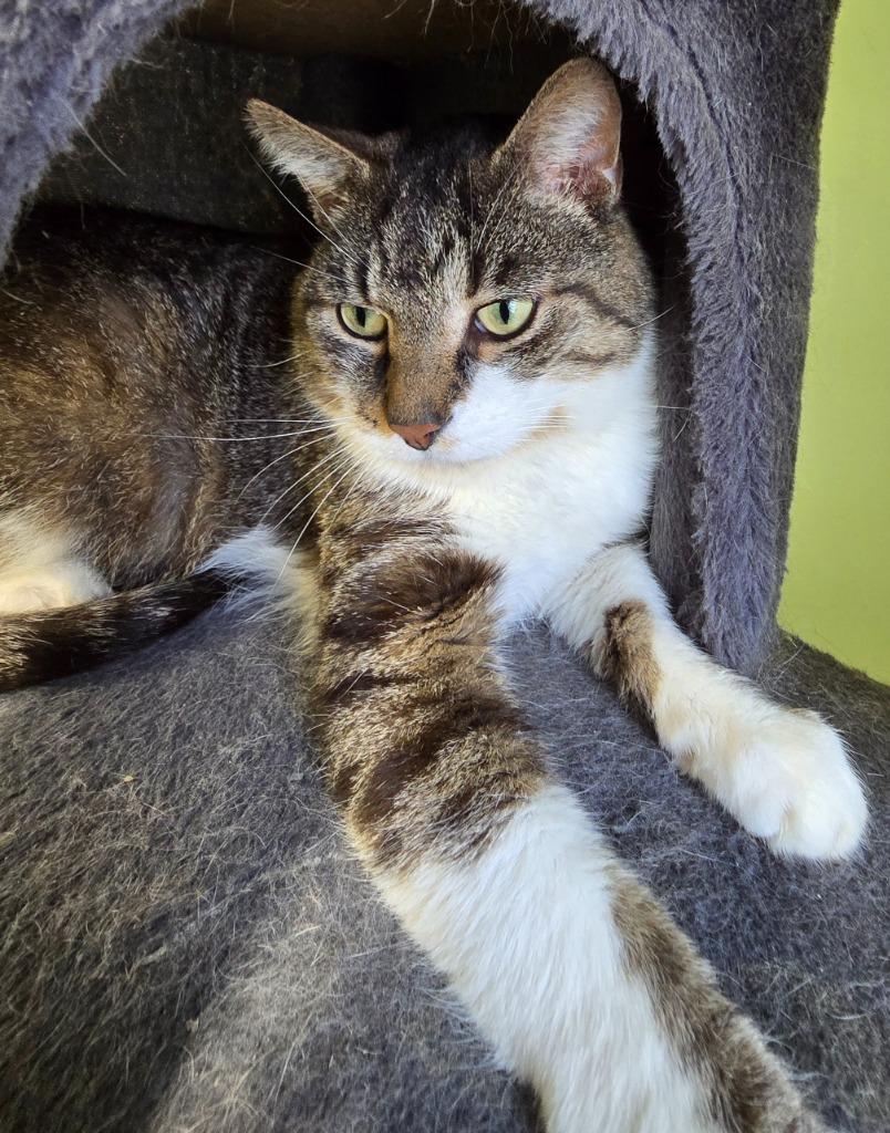 Sugar Daddy, Adoptable, Adult Male Domestic Short Hair.