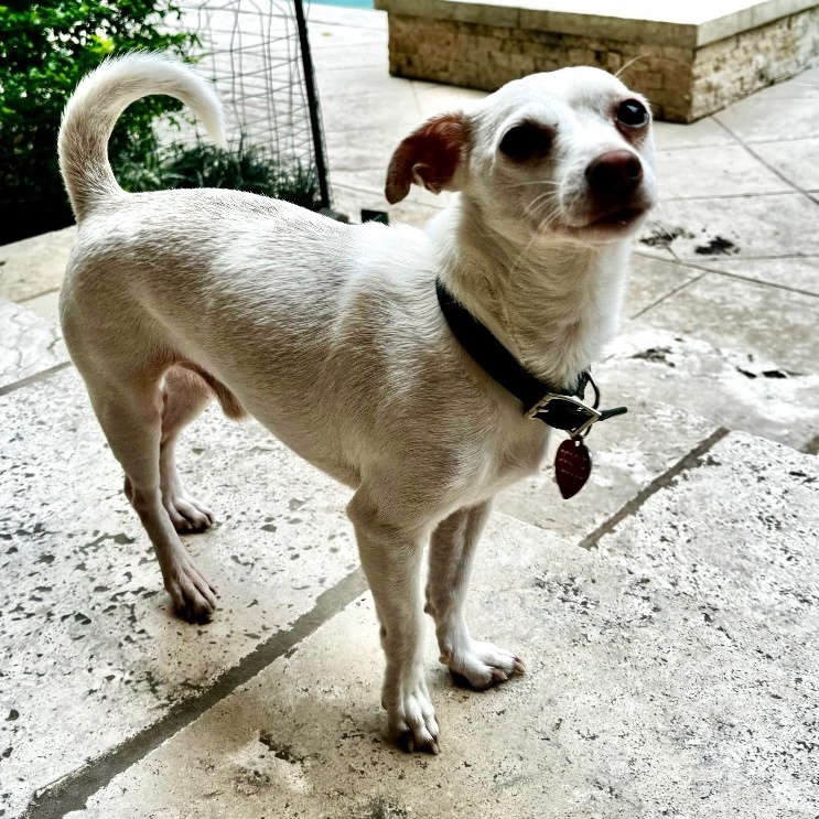 Enlarge Tempo, a Adoptable Chihuahua in Houston, TX image 2/3
