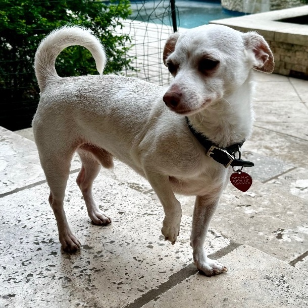 Enlarge Tempo, a Adoptable Chihuahua in Houston, TX image 3/3