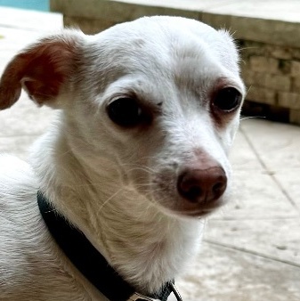 Enlarge Tempo, a Adoptable Chihuahua in Houston, TX image 1/3