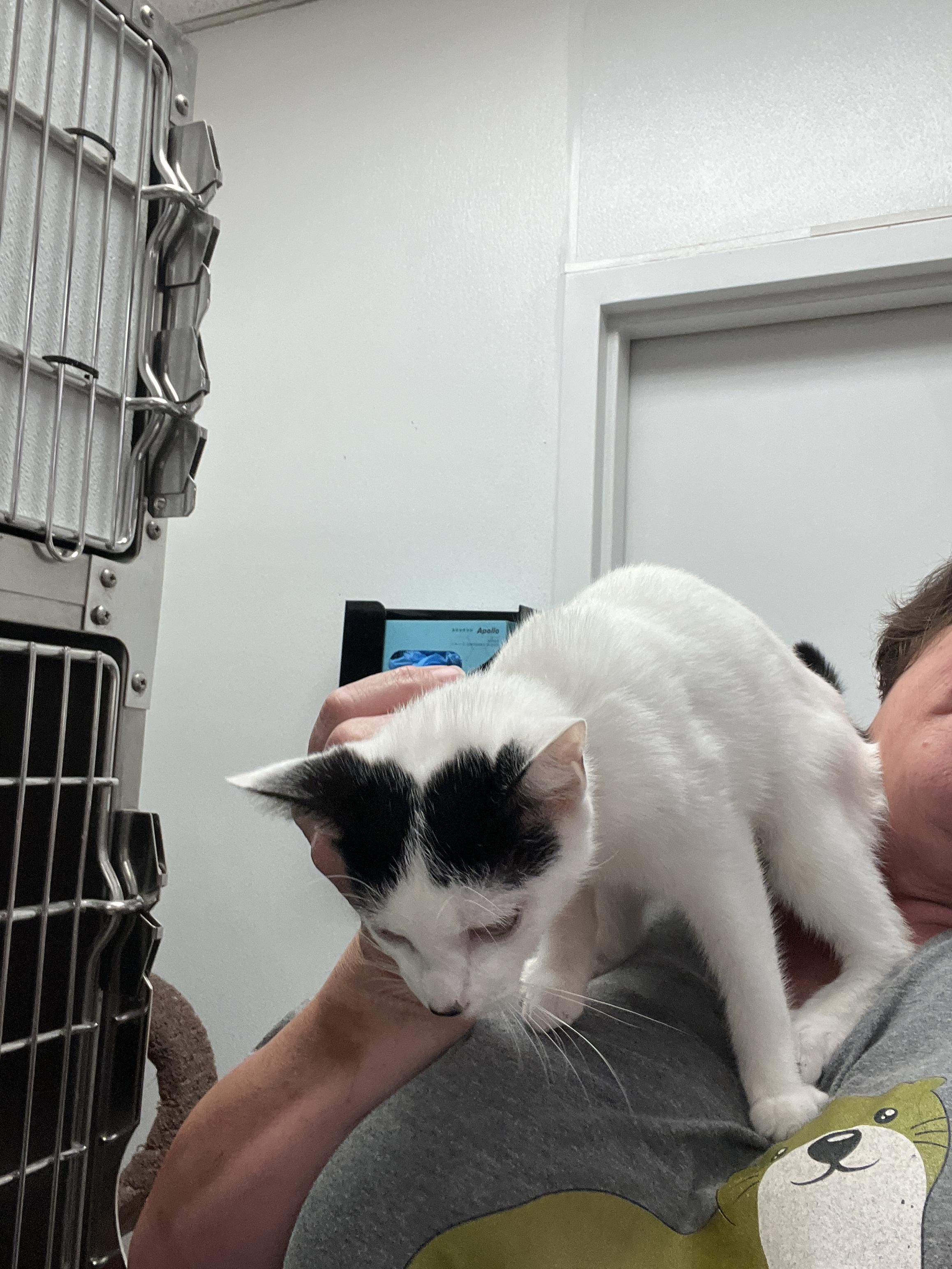 Tahiti, Adoptable, Kitten Female Domestic Short Hair.